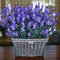 Haloppe 1000 Unids Flores de Lavanda Semillas de Plantas para la Plantación de Jardín en el Hogar, Semillas de Lavanda Paisajismo Semillas de Lavanda Natural Lavanda