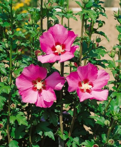 Gartenhibiskus Hibiscus syriacus Maike 40-50 cm winterhart