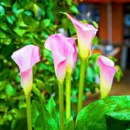 Calla Lily Bulbs-Calla Lily Plant Calla Lily Bulbs for Planting Now UK,Plant Bulbs,Wedding Flowers,Hardy Perennial,Garden Flowers-6bulbs-b