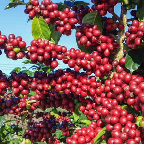 semi di caffè - giardino resistenti appartamento perenni 80pcs