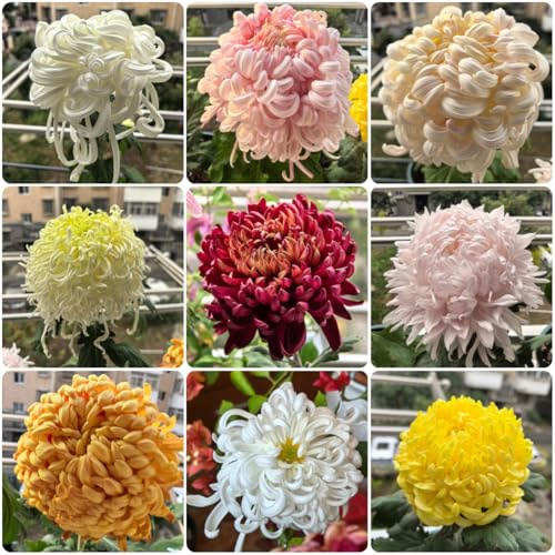 semi di crisantemo - resistenti, esotiche giardino perenni balcone 1000pcs