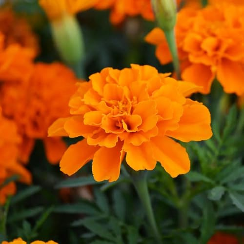ringelblumensamen bio, hochbeet balkon deko bodendecker wildblumensamen winterharte stauden für pralle sonne seltene 30pcs