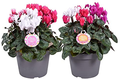 Ciclamen - Pack 2 Plantas Naturales - Violetas de Invierno - Flores Premium