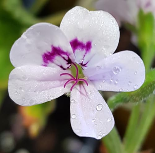 Pelargonium x blandfordianum/Géranium au parfum de rose/Conteneur de 3 à 4 litres/Vivace Odorante