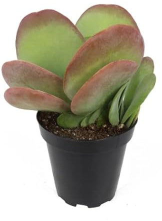 Planta Suculenta Kalanchoe Thyrsiflora para Interior y Exterior