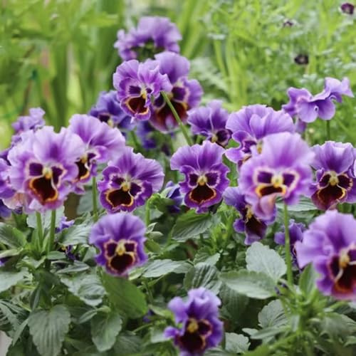 stiefmütterchen - bodendecker winterhart mehrjährig rankpflanzen bio alte sorten topfpflanzen exotische zimmerpflanzen blumenstauden pflanzensamen exotisch schnittblumen blumensamen 50samen