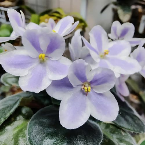 semi di violetta africana - decorazione del soggiorno esotiche rare perenni resistenti e perenni semi di vecchie varietà da balcone 200pcs