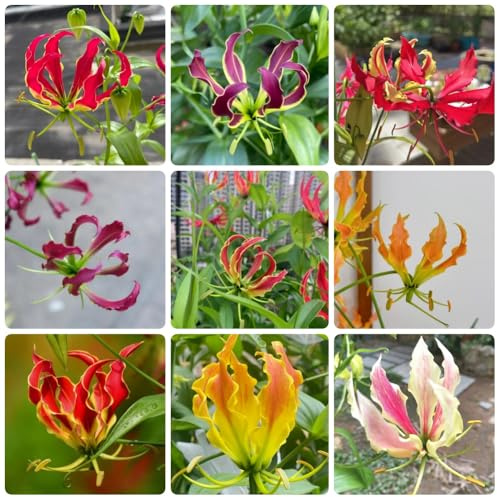 4Bulbos de lirio fuego perennes, trepadoras son resistentes gloriosa superba, perennes resistentes