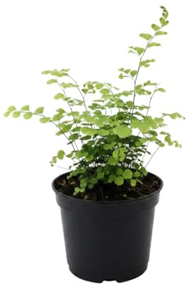 Culantrillo de Pozo Adiantum Raddianum Fragrans - DECOALIVE Helecho Decorativo Maceta 12 cm Altura 25 cm