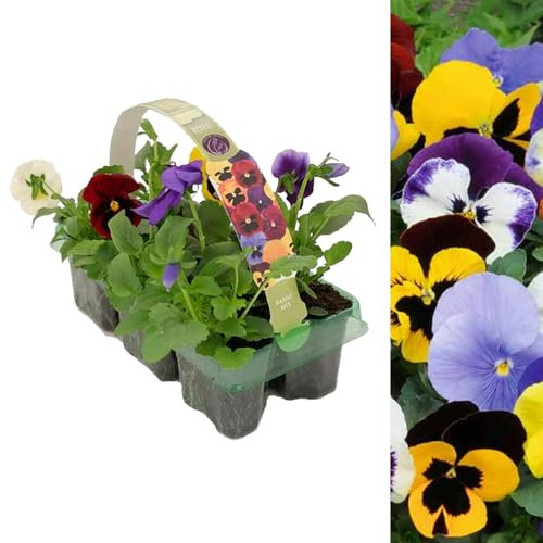 Pansy 6 Plants Mixed Pack - Ideal for Pots, Containers and Beds - Lovely Mix of Colours