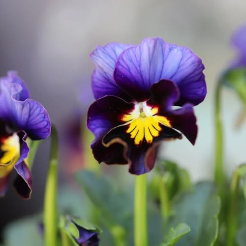 I semi violetta cornuta sono resistenti all'inverno. balcone serra di selvatici, aiuola rialzata, per il giardino 400pcs
