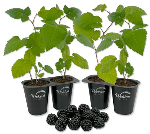 Triple Crown BlackBerry Plant - 4 Live Starter Plants - Rubus - Edible Fruit Bearing Bush for Patio and Garden