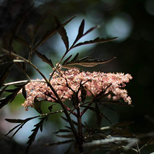 Holunder Black Lace ® rotes geschlitzes Laub rosa Blüten Sambucus racemosa, ca. 40-60 cm, 5 Liter Topfballen