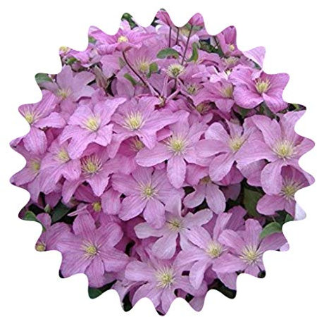 Waldrebe auch Klematis genannt/ca. 50 Samen/Schöne Farben