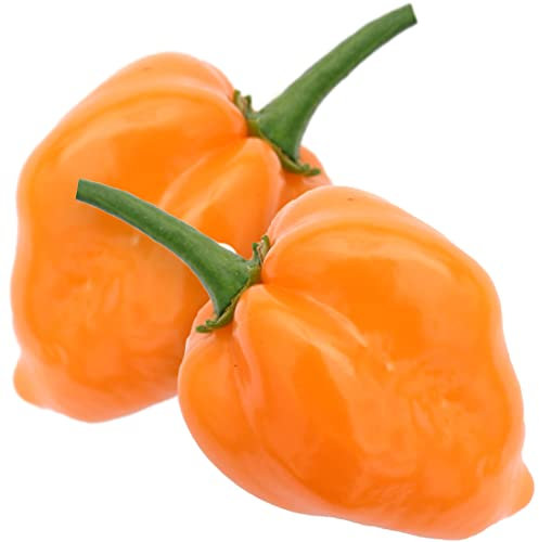 Welldales 10 Giant Orange Habanero Chilli Seeds Super Hot Pepper Plants Grow Edible UK Veg