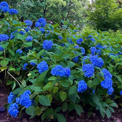 Semi di ortensia - Semi resistenti di ortensia - semi da giardino 350pcs
