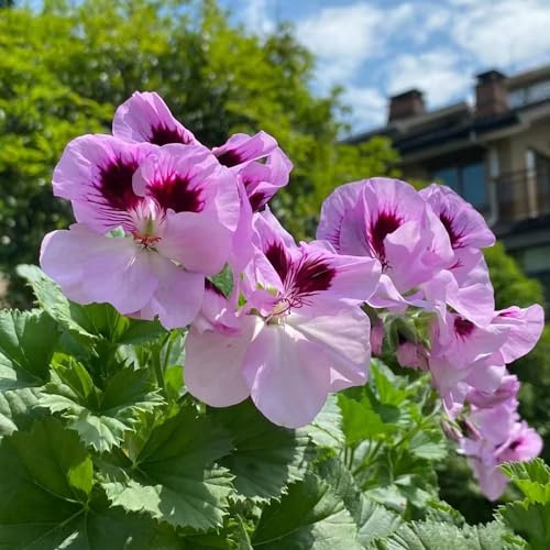semillas de geranio pelargonium de jardín balcón geranios Decoraciones otoñales un jardín resistente trepadoras, rocas silvestres, macizo exóticas 130semillas