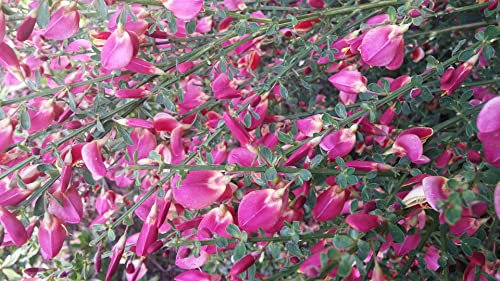 Cytisus scoparius Boskoop Ruby - Edelginster Boskoop Ruby