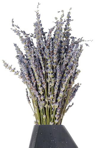 Natürlicher Lavendel für Aromatherapie: getrocknete Bio-Lavendelblüten für die Herstellung von Tee, Seife und Kerzen, frisch geernteten Lavendelknöpfen