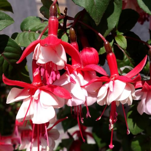 Fuchsiensamen Fuchsien - kräuterpflanzen gartendeko für draußen pflanzensamen zimmerpflanzen kletterpflanzen winterhart schnellwachsend kräutersamen hängepflanzen blumensamen 450samen