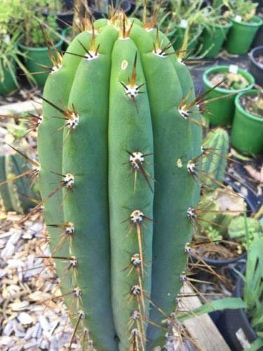 Portal Cool San Pedro Cactus Trichocereus Pachanoi Echinopsis pachanoi Semillas X100