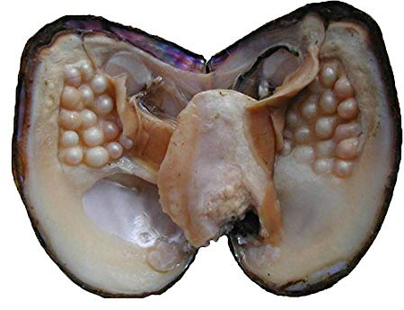 Freshwater Cultured Pearl in Oyster (5-7mm) - Anniversary Decoration for Jewelry Making or Birthday Gifts
