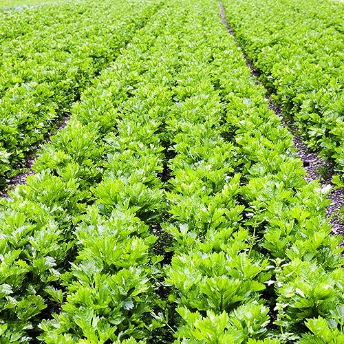 semillas de perejil - resistentes para el jardín perenne Decoración exteriores interior purificadoras aire cubierta 100pcs