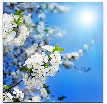 Paul Sinus Art Leinwandbilder | Bilder Leinwand 60x60cm Kirschblüten im Frühling – Fotografie