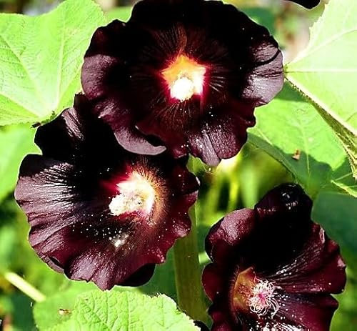 Hollyhock Black 100 seeds + Plant tag + Freebie - Althaea rosea nigra