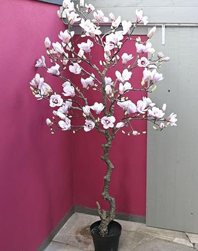 artplants.de Deko Magnolien Baum Tiago, weiß-rosa, 210cm - Kunstbaum Magnolie