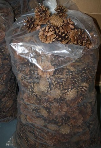 10kg Bag of Pine Cones, Huge Joblot Re-Sale Christmas Wreaths Crafts Market Shop