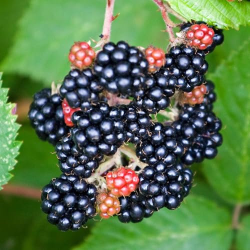 BlackBerry Loch Maree | Rubus Fruticosus | Plants Outdoor Garden Ready | Outdoor Fruit Tree | Grow Your Own Fresh Fruit | Garden Fruit Plant (3 Litre Pot, 30-50cm)