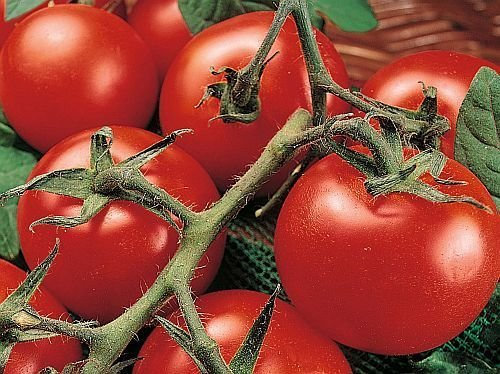 Tomate Money Maker - tomate - 50 graines