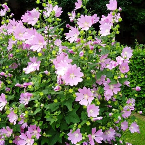 Musk Mallow - 300 Seeds + freebie + Plant tag (Malva moschata)