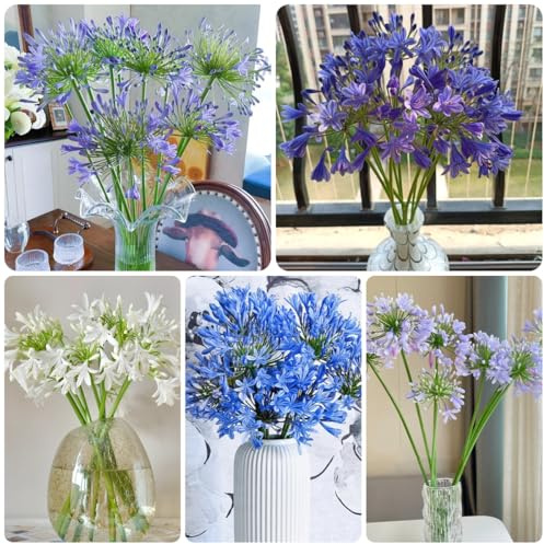 semillas de agapanthus - lirio africano - silvestres, lecho elevado de perenne resistentes al exterior, 500pcs