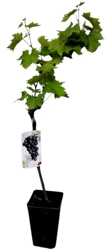 Planta Parra Autumn Black, 40-50 cm. Vid vigorosa que produce uvas negras, dulces y crujientes, ideales para mesa y cultivo en clima cálido. Segura Garden.