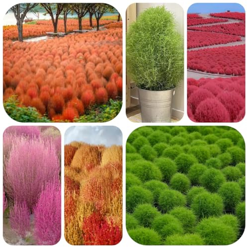 semi di kochia scoparia, cipresso estivo, rare da balcone resistenti da soggiorno resistenti all'esterno 100pcs