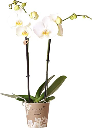 Orquídea Mariposa con Flores Blancas Planta de Interior Natural
