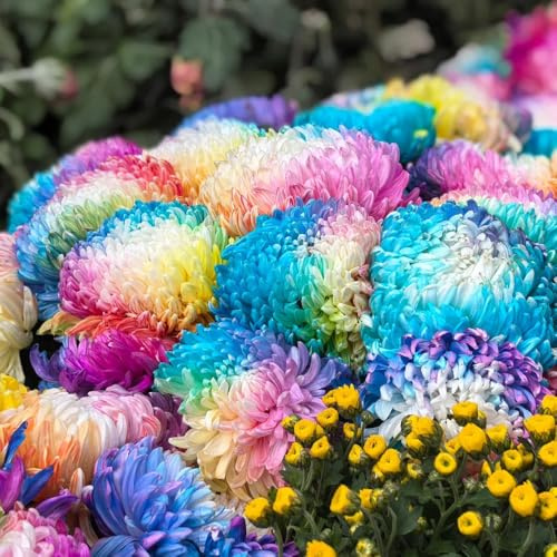 Chrysanthemen, wildblumen gartendeko für draußen steingartenpflanzen zimmerpflanzen alte sorten balkonpflanzen exotische garten deko 350Samen