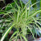 Lot de 10 nouvelles graines fraîches de chlorophytum comosum