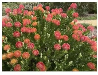 Stk - 3x Leucospermum patersonii Nadelkissen Strauch Pflanzen - Samen B2333 - Seeds & Plants Shop by Ipsa