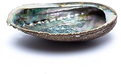 Coquille d'ormeau abalone nacre pour purification à la Sauge Blanche, palo santo, encens, fumigation. (ORMEAU VERT 14-16 cm)