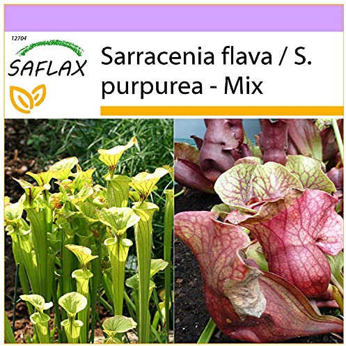 SAFLAX - Schlauch- / Kannenpflanze - 10 Samen - Sarracenia Mix