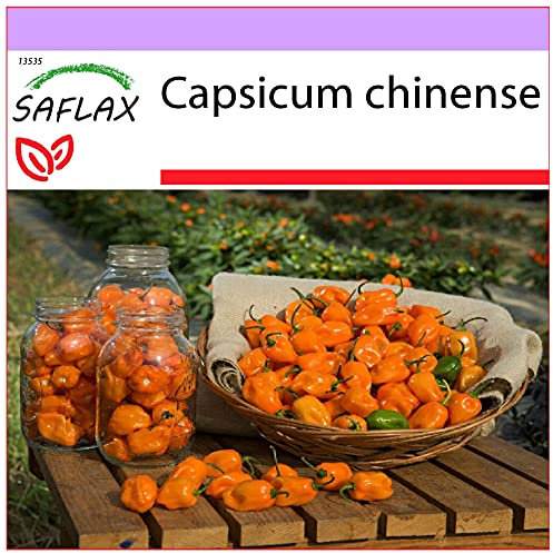 SAFLAX - Chile habanero amarillo - 10 semillas - Capsicum chinense