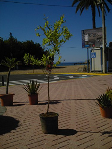 1 arbol Granado/punica granatum