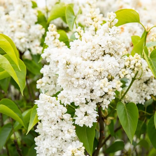 Edelflieder 'Mme Lemoine' - Ein Klassiker