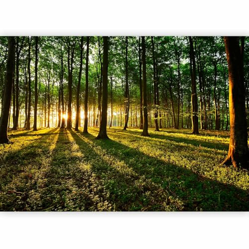 murando - Carta da Parati Moderna per Soggiorno, Foresta, 400x280 cm | Fotomurali in TNT, Decorazione da Muro XXL, Carte da Parati Moderne, Natura, Produzione Europea