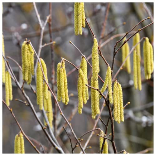 1 Hazel Plant, 40-60cm Flowering Edible Nut Hedge Wildlife Friendly Hedge 3fatpigs®