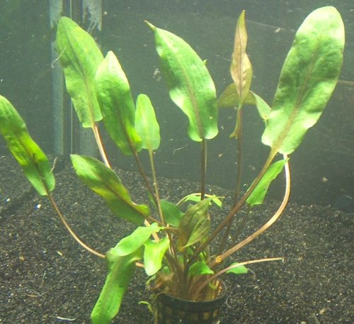 1 Topf Cryptocoryne Walkeri, Wasserpflanzen