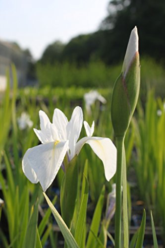 2er-Set - winterhart! - Iris Sibirica-Hybr., weiß - Staude des Jahres 2016! - sibirische Wieseniris - Wasserpflanzen Wolff